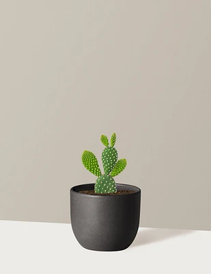 Bunny Ear Cactus