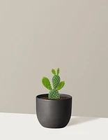 Bunny Ear Cactus