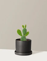 Bunny Ear Cactus