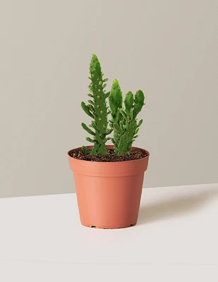 Prickly Pear Cactus