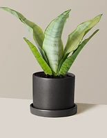 Moonshine Snake Plant