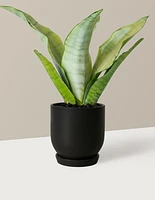 Moonshine Snake Plant