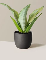 Moonshine Snake Plant