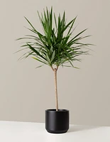 Large Dracaena Tarzan