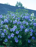 Blue Chiffon® Rose of Sharon