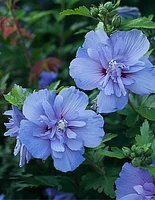 Blue Chiffon® Rose of Sharon