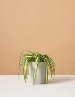 Spider Plant Variegated