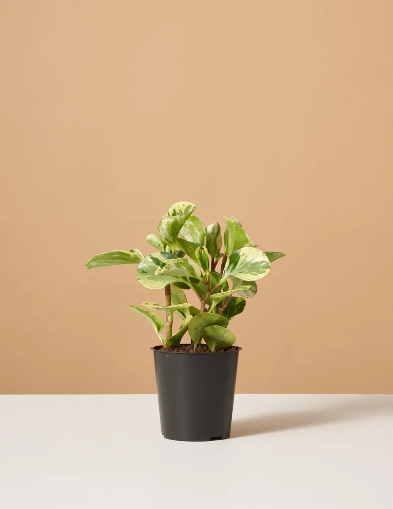 Peperomia Green Gold