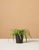 Spider Plant Variegated