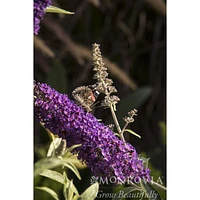 Black Knight Butterfly Bush