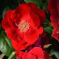 Winner's Circle™ Climbing Rose