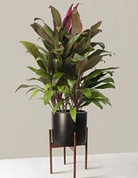 Large Cordyline Maria