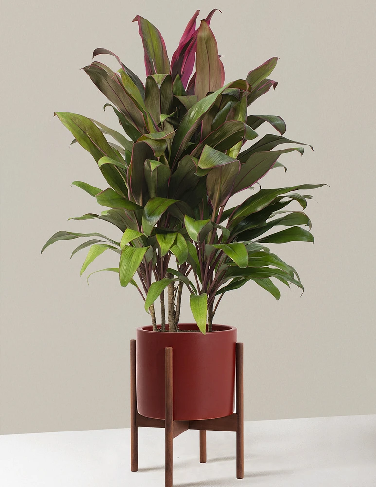 Large Cordyline Maria