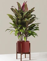 Large Cordyline Maria