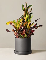Corkscrew Croton