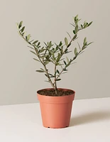 Olive Tree