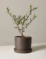 Olive Tree