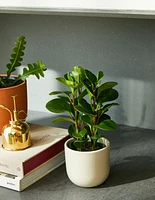 Baby Rubber Plant