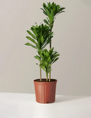 Large Dracaena Compacta Cane