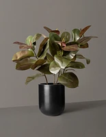 Faux Rubber Tree