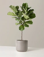 Large Fiddle Leaf Fig Tree