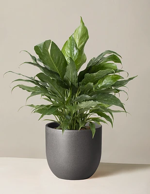 Peace Lily ‘Domino’