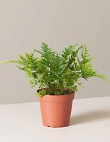 Japanese Shield Fern