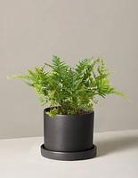 Japanese Shield Fern