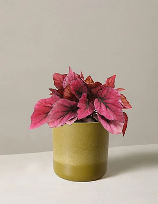 Begonia Rex Shadow King Pink