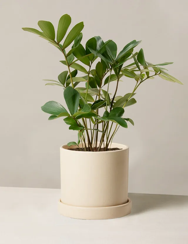 The Sill Medium Hyde Planter in Cream