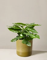 Coffee Plant