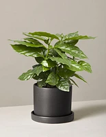 Coffee Plant