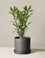Desert Rose