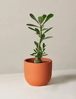 Desert Rose