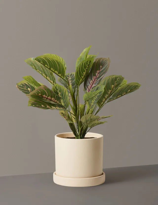 The Sill Medium Hyde Planter in Cream