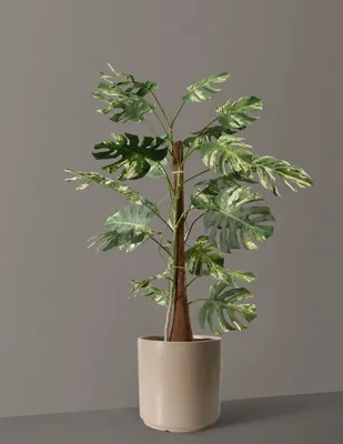 Faux Variegated Monstera Tree