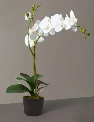 Faux Phalaenopsis Orchid