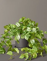 Faux Pothos Plant