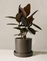 Ficus Burgundy