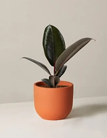 Ficus Burgundy