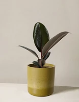 Ficus Burgundy