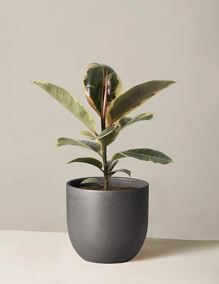 Ficus Tineke