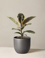 Ficus Tineke