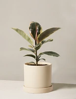 Ficus Tineke