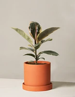 Ficus Tineke