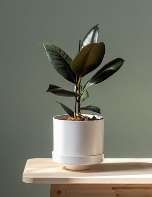 Self Watering Cylinder Planter