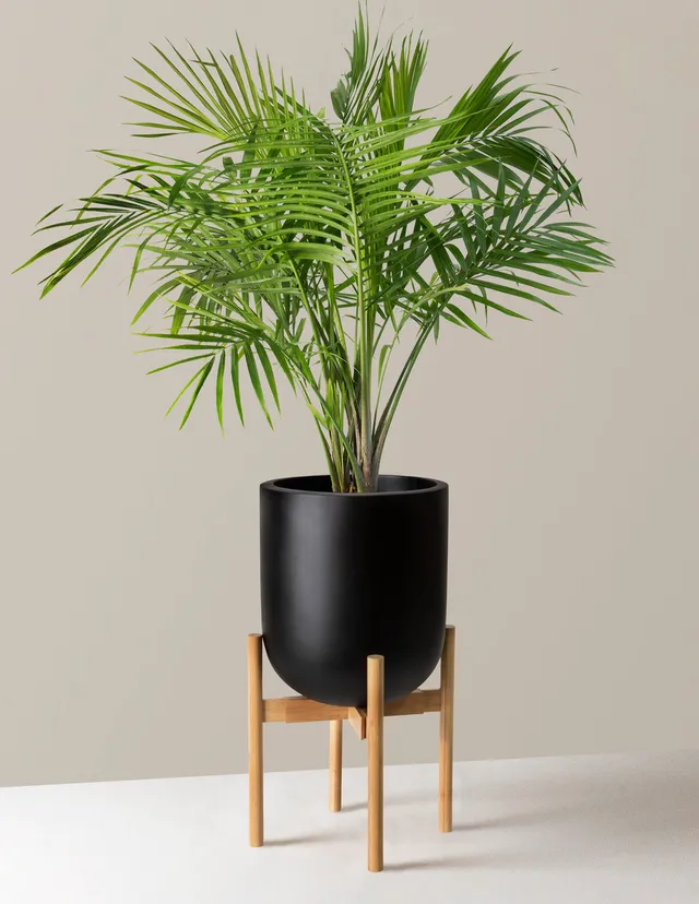 https://cdn.mall.adeptmind.ai/https%3A%2F%2Fcdn.shopify.com%2Fs%2Ffiles%2F1%2F0150%2F6262%2Fproducts%2Fthe-sill_majesty-palm_large_pallas-stand_black_variant.jpg%3Fv%3D1688569803_640x.webp