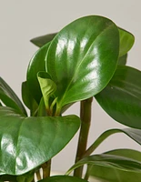 Baby Rubber Plant