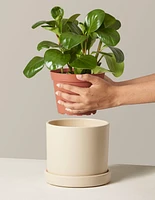 Baby Rubber Plant