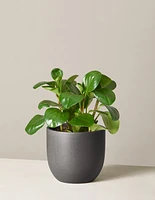 Baby Rubber Plant